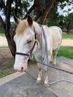Equine PEMF Session