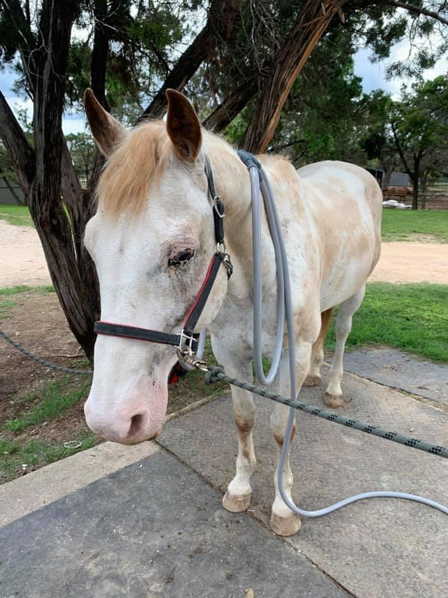 Equine PEMF Session