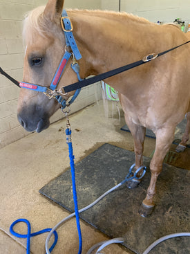 Equine PEMF Targeted Session