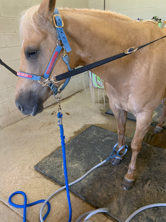Equine PEMF Targeted Session