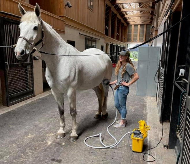 Equine PEMF Session